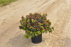 Azalea Girard's Crimson'(Girard Hybrid) — photo 2